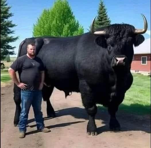 Farmer Spends $6,500 on Black Angus Bull